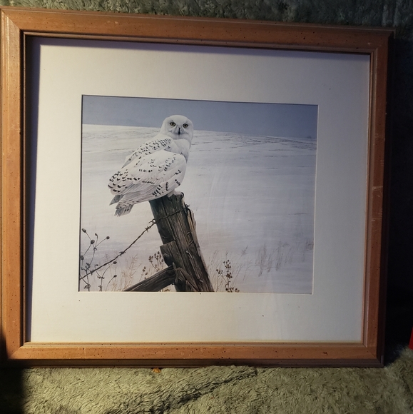 Owl print - Picture 1 of 2